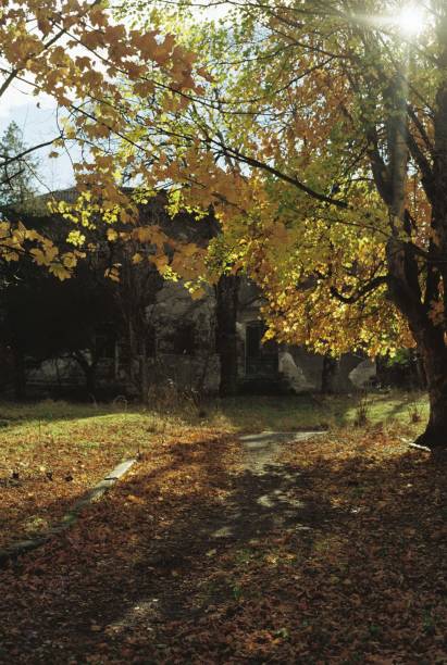 istock Sunlit Autumn Leaves in a Forest 2177229772