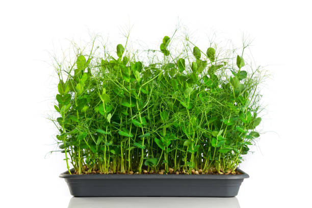 istock Green pea shoots microgreens on white glossy background 2177232204
