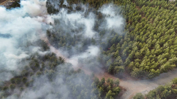 Aerial photo capturing smoke from a forest fire spreading across a dense wooded area, with a dirt road visible winding through the trees.
