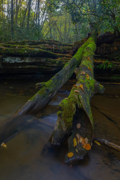istock Mossy log in the creek in autumn 2177232589