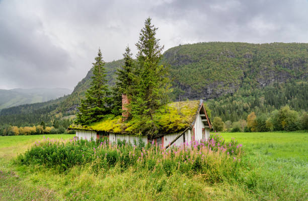 Small ruined cabin in the mountains with fir trees growing on the roof. Viken County.