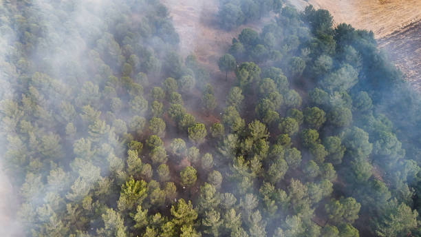 istock Smoke Covering Tree Canopies After Fire 2177233756