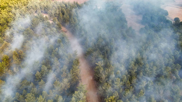 istock Smoke Drifting Over a Forest with Dirt Road 2177233941