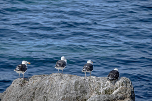 Group of great black-backed gulls, Larus marinus sitting on a rock overlooking the arctic fjord outside Nuuk, the capital of Greenland