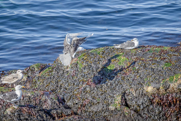 Seagull landing on a rock covered with kelp at low tide in the arctic fjord outside Nuuk the capital of Greenland