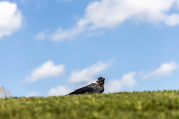 Western Jackdaw on green grass against blue sky.