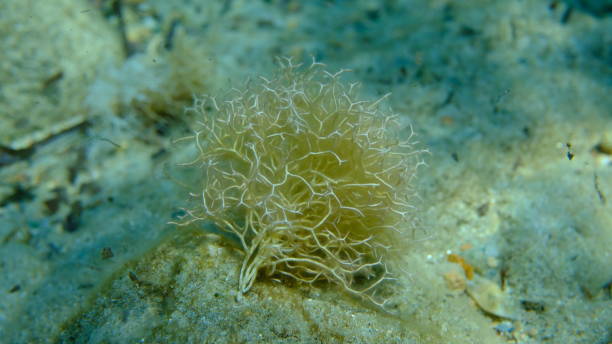 istock Red algae Amphiroa rigida undersea, Aegean Sea 2177240337