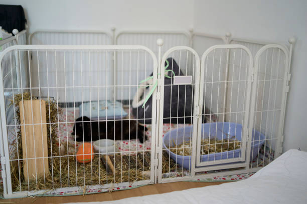 Cute guinea pigs hamster sleeping together.