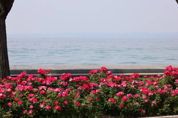 istock Early summer in Bardolino 2177240782