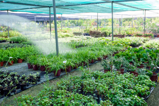istock Watering plants in a garden center 2177242893