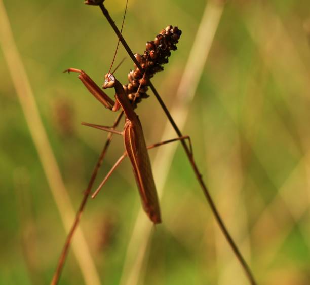 istock praying mantis for a photo shoot 2177242957