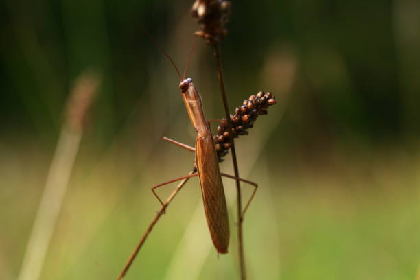 istock praying mantis for a photo shoot 2177242967