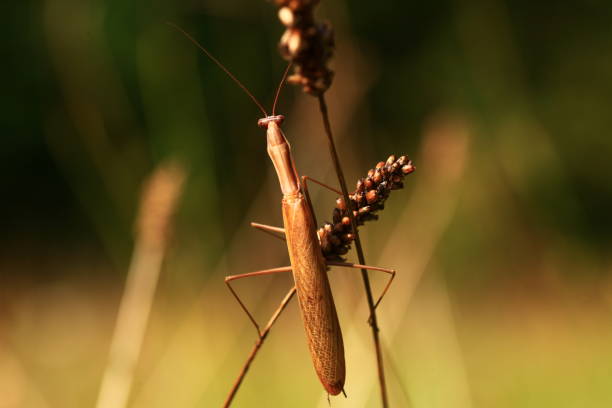 istock praying mantis for a photo shoot 2177242973