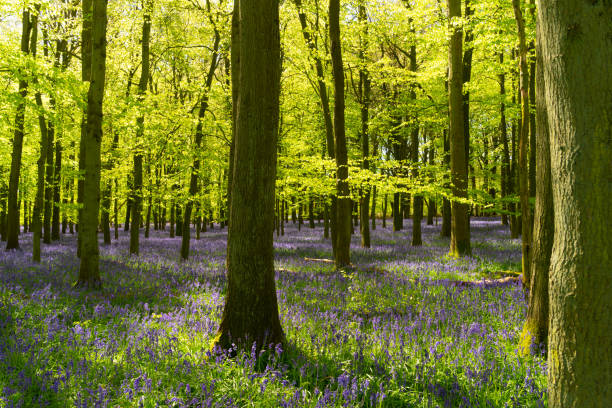 Blooming Bluebells in Dockey Wood, England
