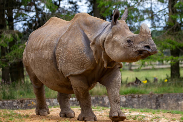 istock Great Indian Rhinoceros 2177243289