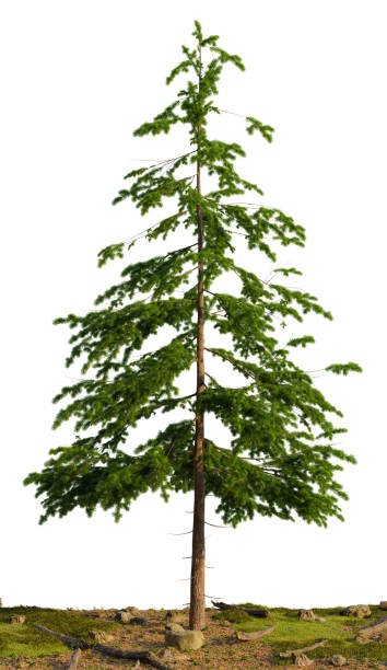 A lone tree in the middle of a grassy field on a white background. 3D rendering illustration
