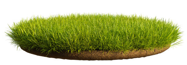 istock A patch of green grass on a white background. 3D rendering illustration 2177247667