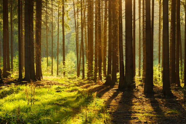 istock Forest of Spruce Trees at sunset 2177249276