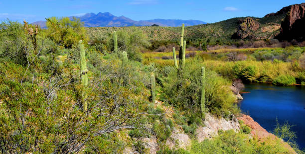 istock Salt River Recreation Area Arizona 2177249965