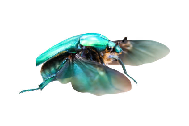 istock bronze beetle in flight isolated on white 2177250682