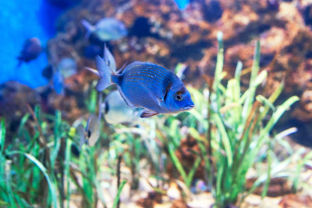 Blue fish glides through an aquarium filled with aquatic plants Blue fish glides through an aquarium filled with aquatic plants. Diplodus sargus fish in deep water blue fish aquarium stock pictures, royalty-free photos & images