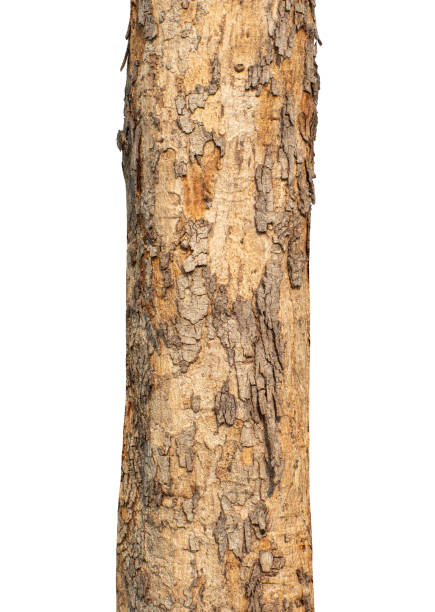 istock Trunk of a tree Isolated On White Background 2177254834