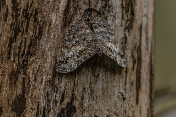 istock gray inn / gray butterfly / moth / Hamadryas februa 2177261526