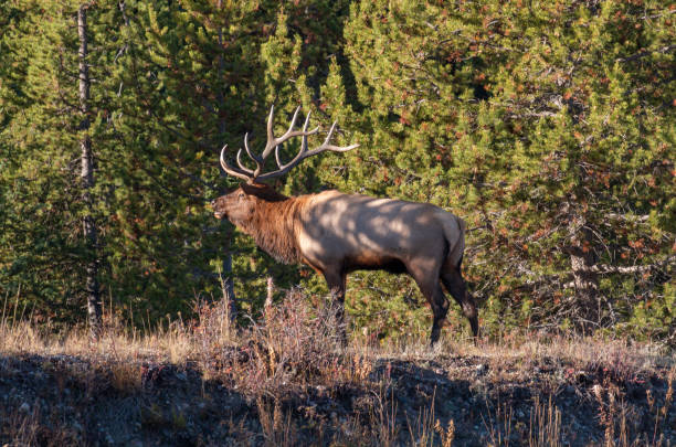 istock Bull Elk in Autumn in Wyoming 2177265783