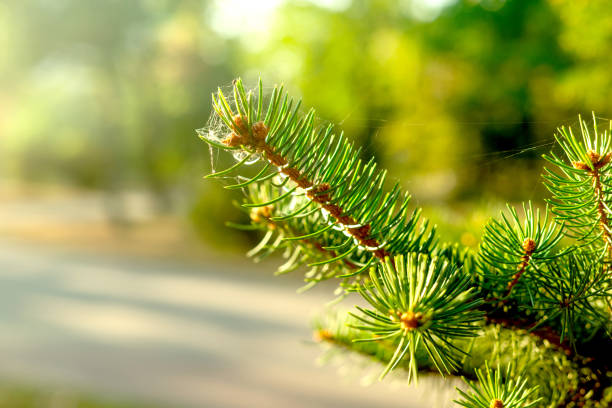 pine branches closeup at sunlight. Natural coniferous background texture. Selective focus blur.
