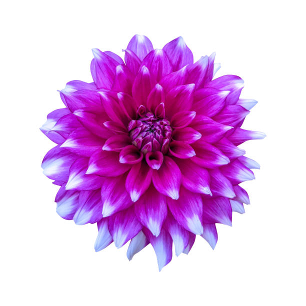Pink dahlia flower isolated on white background