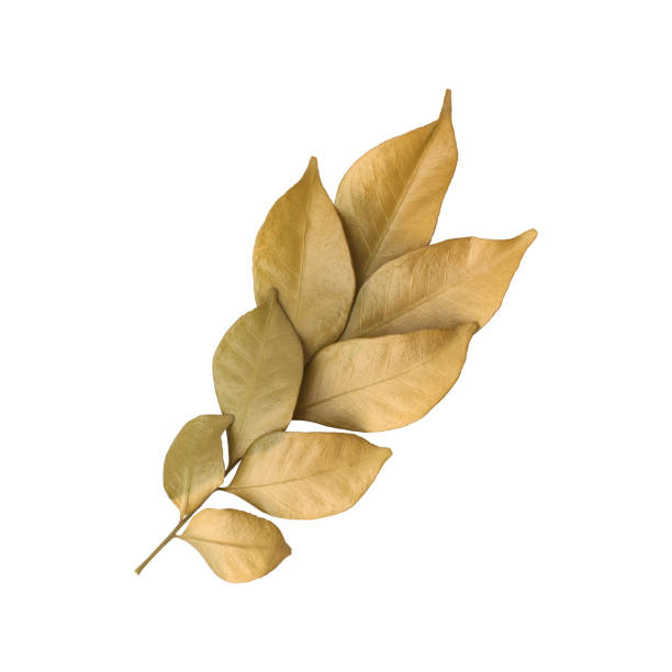 istock Close up a beautiful dry murraya leaves 2177270132