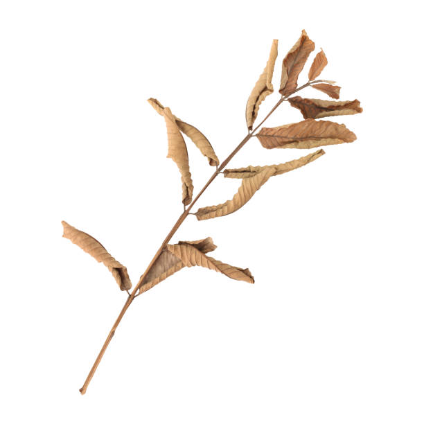 istock Close up a beautiful dry guava leaves branch 2177270224