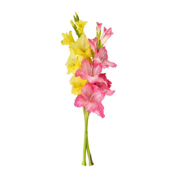 A branch of pink gladiolus isolated on white background. Beautiful Delicate flower. Vertical format