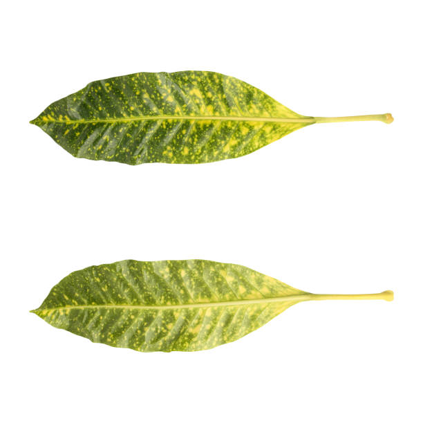 Fresh green codiaeum variegatum leaves isolated on white background