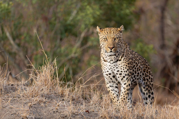 istock Leopard male in Sabi Sands Game Reserve 2177273565