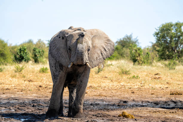 istock Young Elephant playing in Etosha National Park in Namibia 2177274155