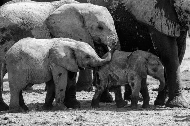 istock Young Elephant playing in Etosha National Park in Namibia 2177274266