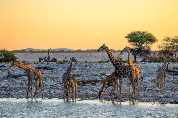 istock Drinking giraffe in Etosha National Park in Namibia 2177275154
