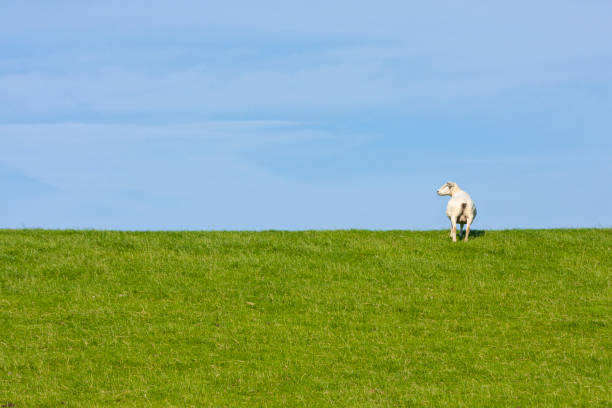 Shorn sheep on North Sea levee under blue sky. Large copy space.