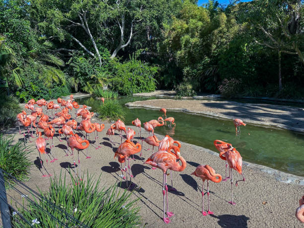 istock Flock of flamingos 2177280192