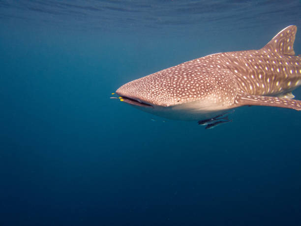 istock Whale Shark with pilotfish and remora. 2177282835