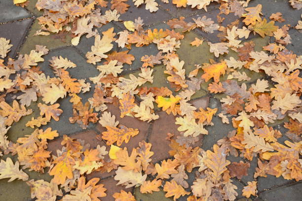 istock some yellow oak leaves covering the stone pavement top view 2177283314