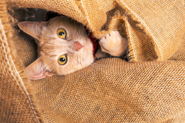 istock Orange Tabby Cat Peeking Out From Burlap Material 2177283669