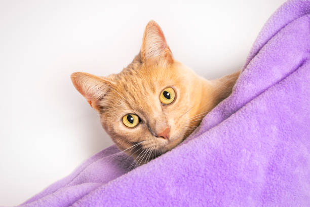 istock Orange Tabby Cat Peeking Out From Purple Blanket 2177283698