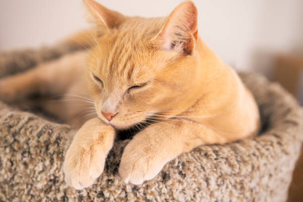 istock Orange Tabby Cat Falling Asleep in Cat Bed 2177283702