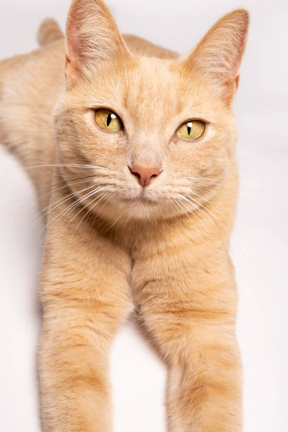 istock Close Up of Contented Orange Tabby Cat Laying Down 2177283843