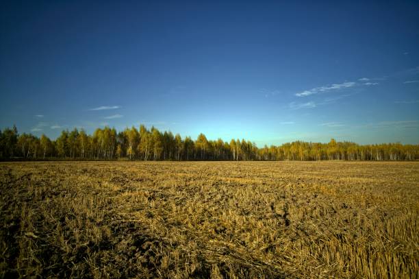 istock Sunny evening over a mown wheat field 2177284488