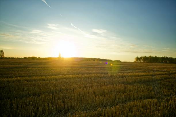 istock Sunny evening over a mown wheat field 2177284657