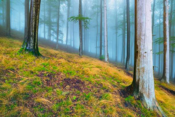 In the summer beech foggy forest