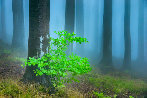 In the summer beech foggy forest